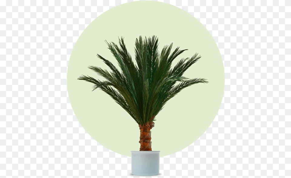 Phnixpalme Phoenix Palme, Palm Tree, Plant, Tree Png Image