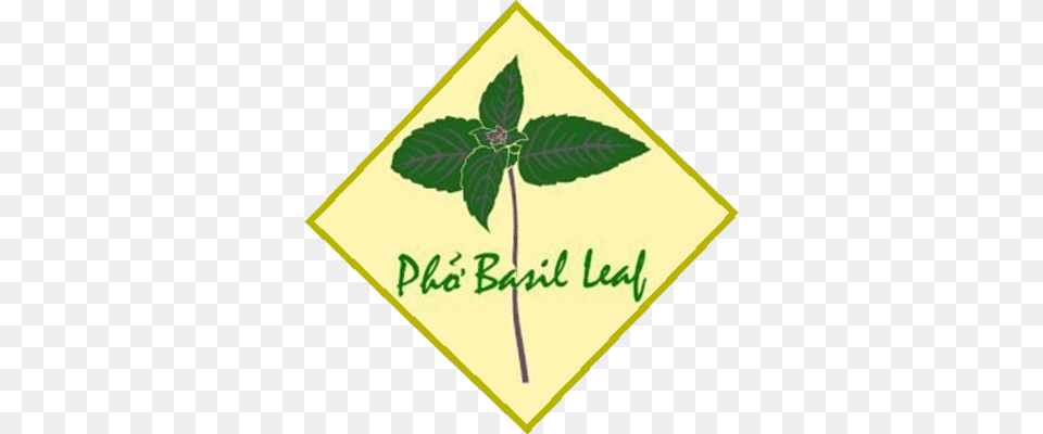 Pho Basil Leaf, Plant, Herbal, Herbs Png Image