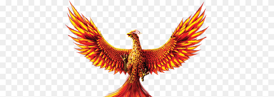 Phoenix 3 Image, Animal, Bird, Accessories, Pattern Free Png