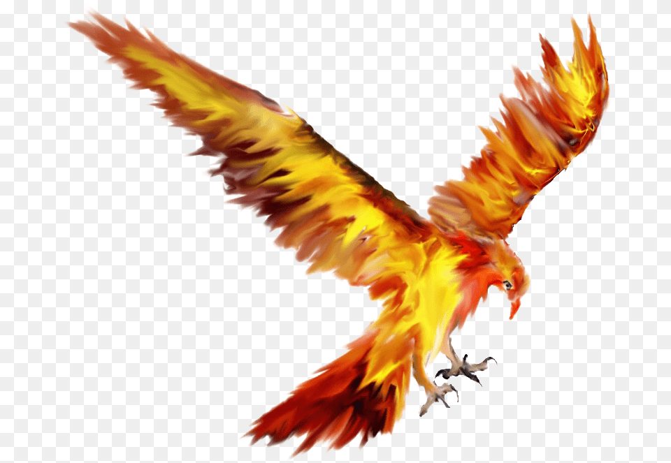 Phoenix Bird Tattoo Sketch Drawing Fawkes The Phoenix Drawing, Animal, Vulture, Flying Free Png Download