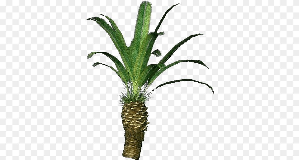 Phoenix Canariensis Pineapple, Palm Tree, Plant, Tree, Food Free Transparent Png