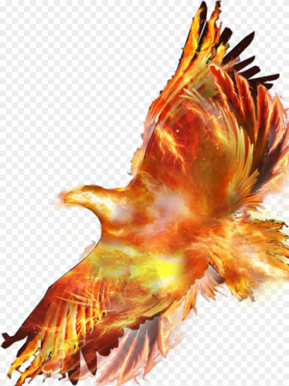 Phoenix Fire Bird Flight Eagle Png