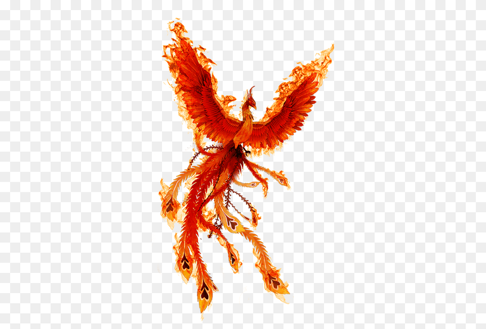Phoenix Fire Bird Icon Fire Phoenix, Adult, Bride, Female, Person Free Transparent Png