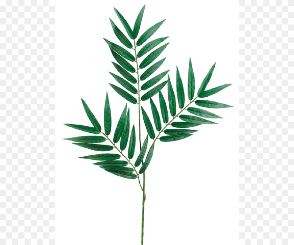 Phoenix Palm Branch X3 With 39 Leaves Silk Plants Direct Phoenix Palm Branch Green Pack, Leaf, Plant, Herbal, Herbs Free Png