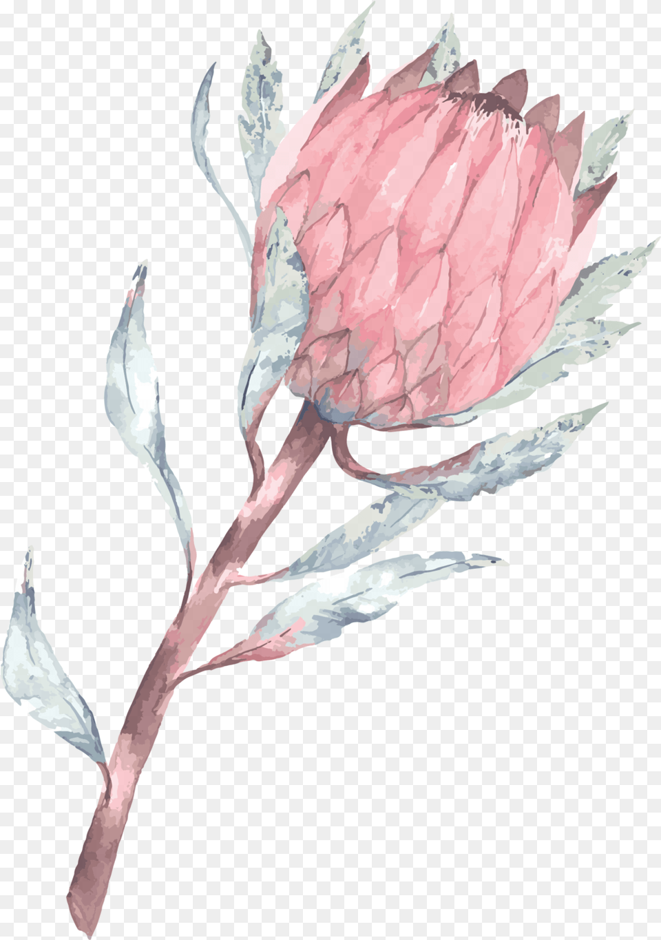 Phone Wallpaper Protea Download Protea Flower Protea Backgrounds, Sprout, Plant, Petal, Leaf Png