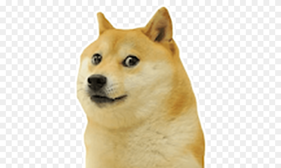 Phones Names, Animal, Canine, Dog, Husky Png Image