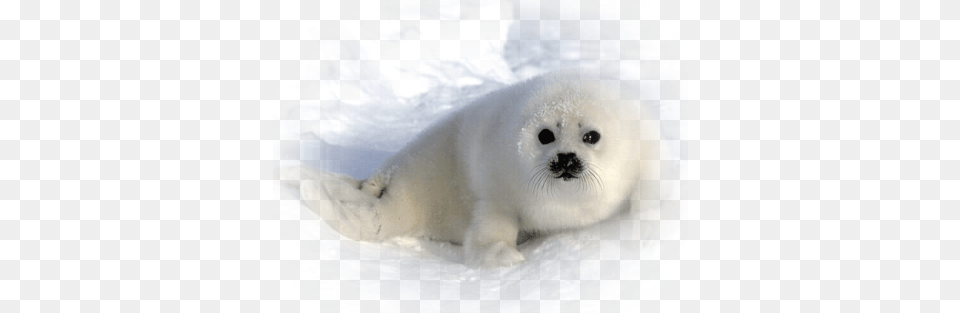 Phoque Blanc Harp Seal Cutest Animals Animals And Earless Seal, Animal, Bear, Mammal, Sea Life Free Png Download