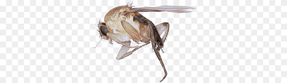 Phorfly Humpbacked Fly, Animal, Bee, Insect, Invertebrate Free Transparent Png