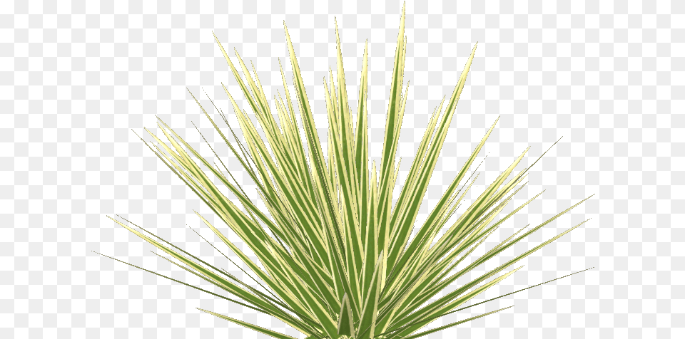 Phormium Tenax 3 Illustration, Agavaceae, Grass, Plant Free Png Download