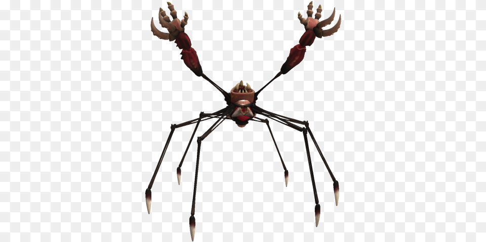 Phorrc Spider, Animal, Invertebrate Png Image