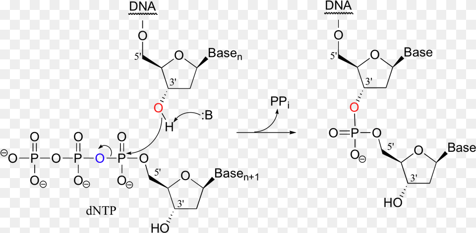 Phosphodiester Bond Formation In Dna, Nature, Night, Outdoors, Astronomy Free Transparent Png