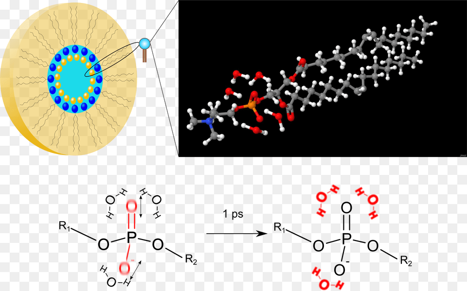 Phospholipids And Water Molecules Full Size Download Phospholipid Interaction With Water, Accessories, Jewelry, Necklace, Outdoors Png