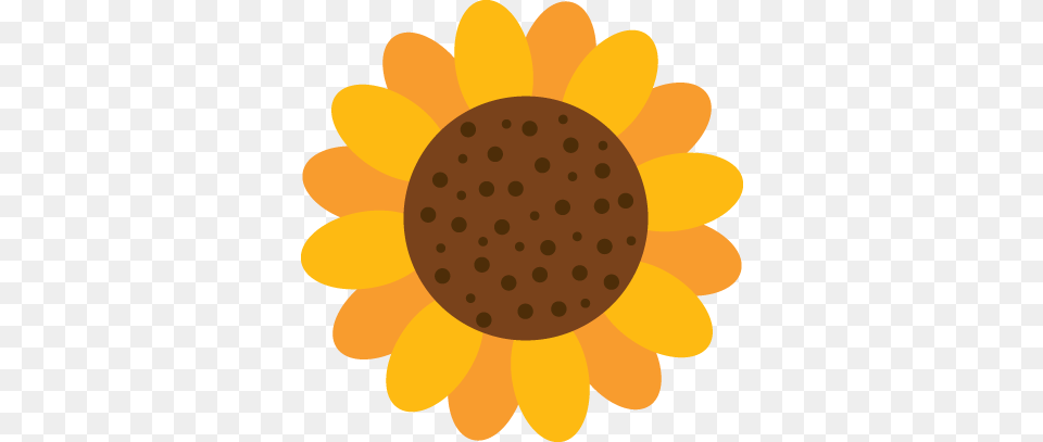 Photo, Daisy, Flower, Plant, Sunflower Png Image