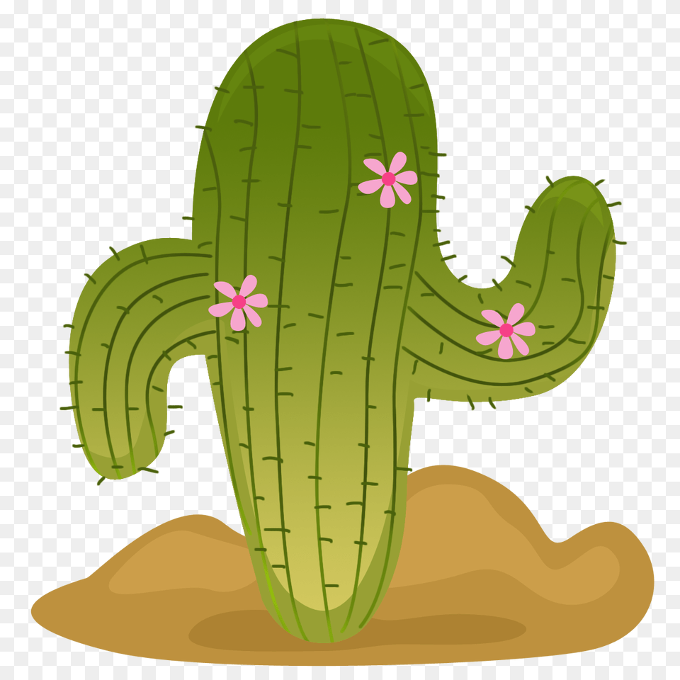 Photo, Cactus, Plant Free Png