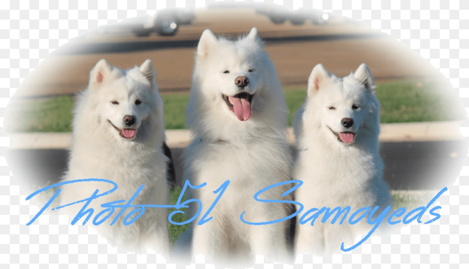 Photo 51 Samoyeds Canadian Eskimo Dog, Animal, Canine, Mammal, Pet Free Png Download