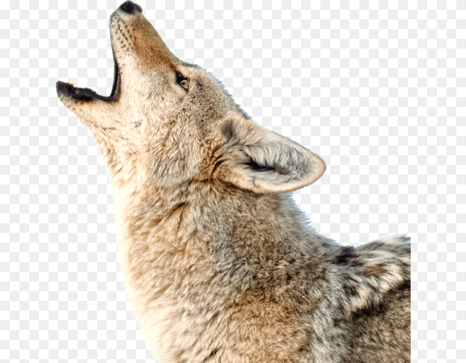 Photo Accompanying Step Coyote, Animal, Mammal, Canine, Dog Png Image