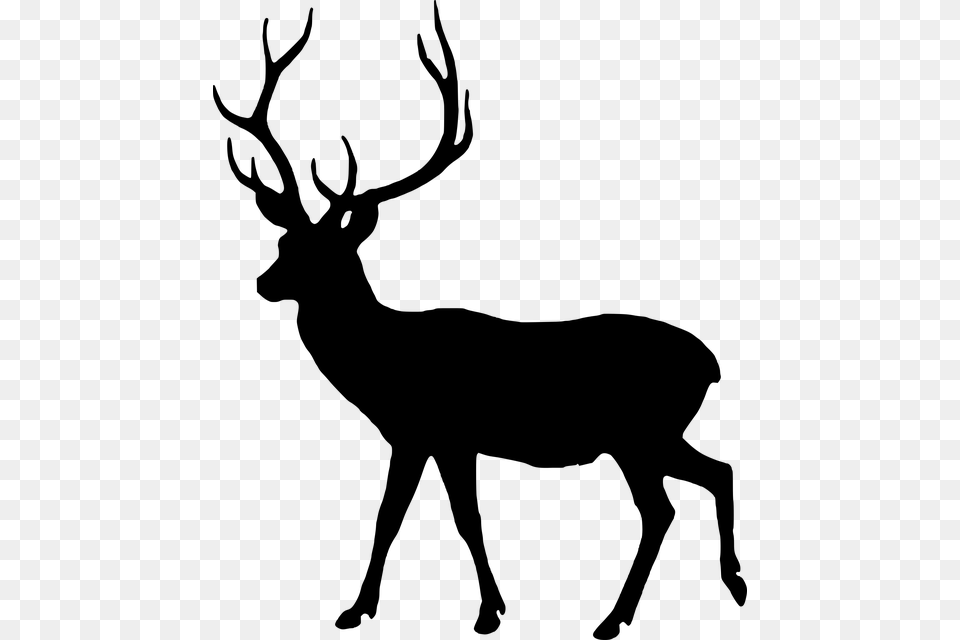 Photo Animal Silhouette Fallow Deer Male Wild Dama Dama, Gray Free Png