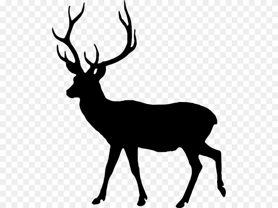 Photo Animal Silhouette Fallow Deer Male Wild Lesson Of The Kaibab Deer Graph, Gray Free Png Download