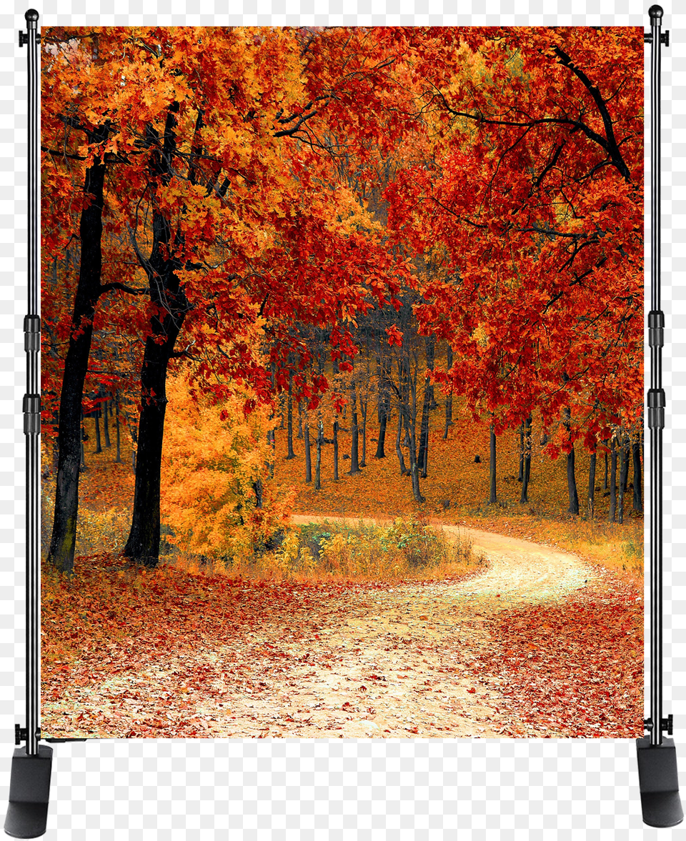 Photo Backgrounds From 100 Heart Lake Brampton Fall, Tree, Plant, Leaf, Autumn Png