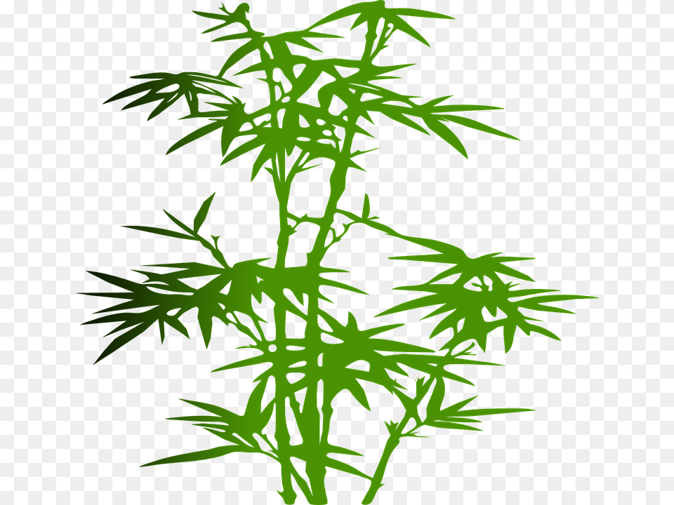 Photo Bamboo Plant Green Zen Japanese Tropical Leaves, Food, Seasoning, Dill Free Png