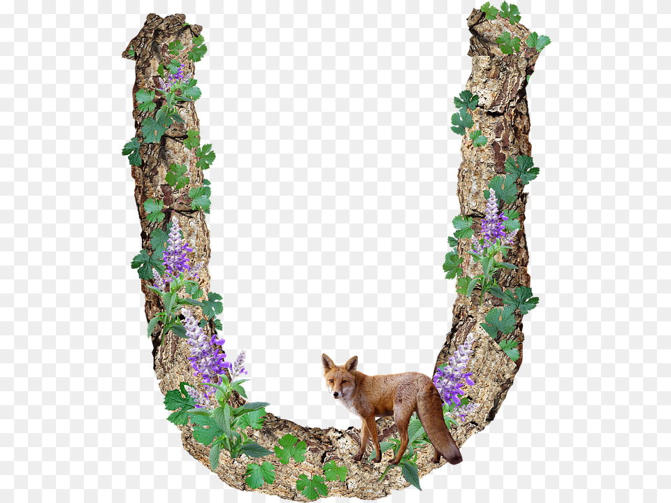 Photo Bark Letter Alphabet Timber Rustic U, Plant, Flower, Animal, Canine Free Transparent Png
