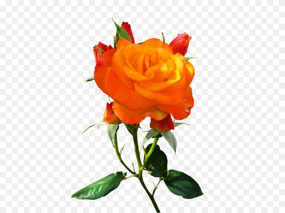 Photo Bloom Isolated Blossom Orange Rose Flower Nature, Plant Png