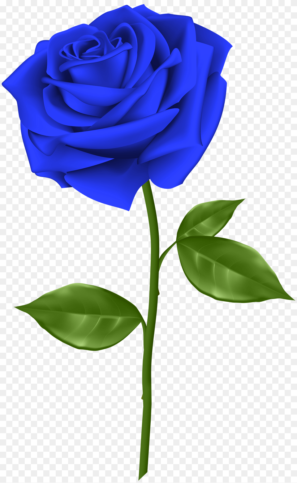 Photo Blue Rose, Flower, Plant Png