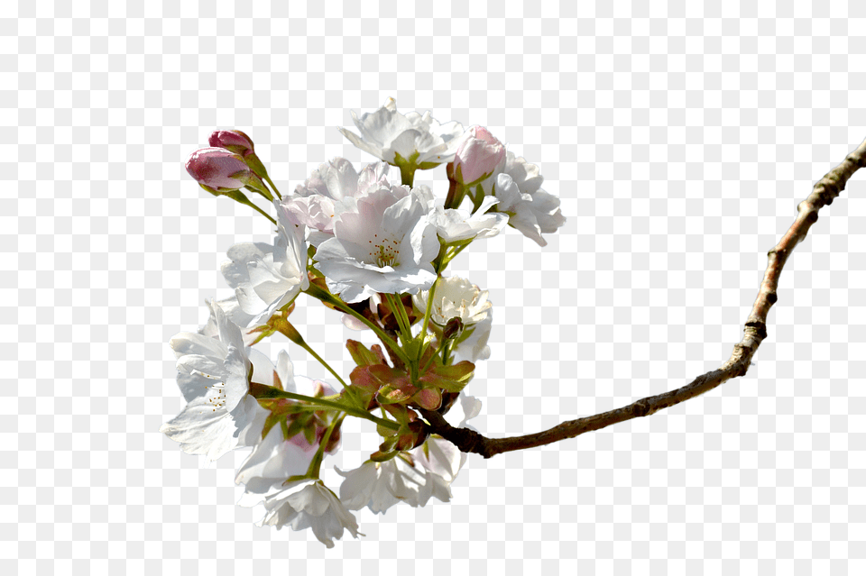 Photo Branch Cherry Blossom Cherry Tree Cherry Branche, Flower, Flower Arrangement, Petal, Plant Png Image