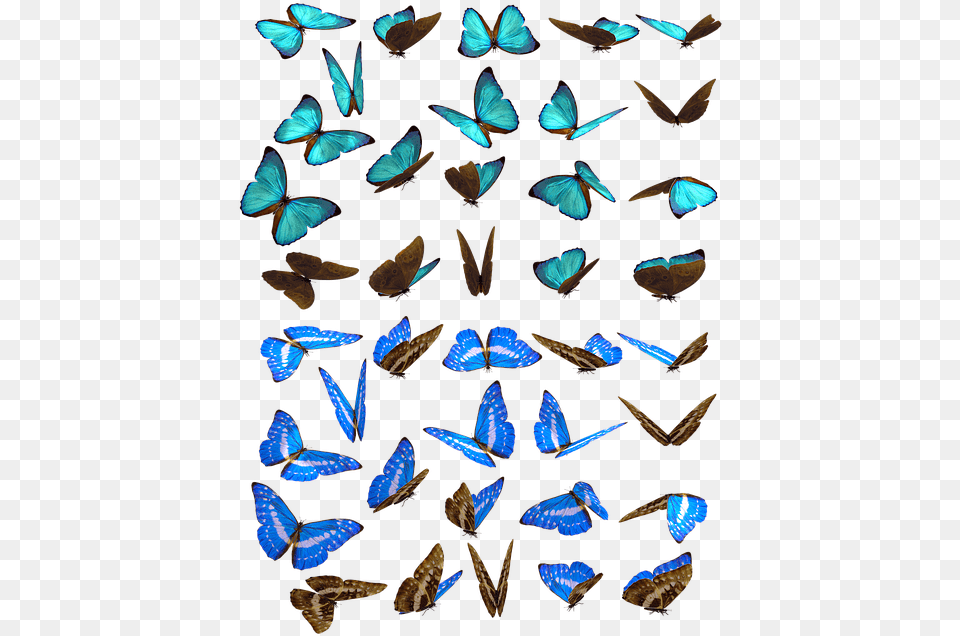 Photo Butterflies Swarm Butterfly Iridescent Blue Borboletas Enxame, Animal, Insect, Invertebrate Free Transparent Png