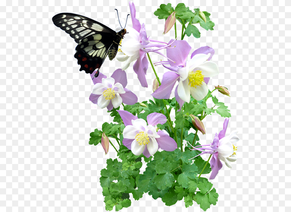 Photo Butterfly Flowers Summer Max Pixel Butterfly And Plant, Flower, Geranium, Aquilegia Png