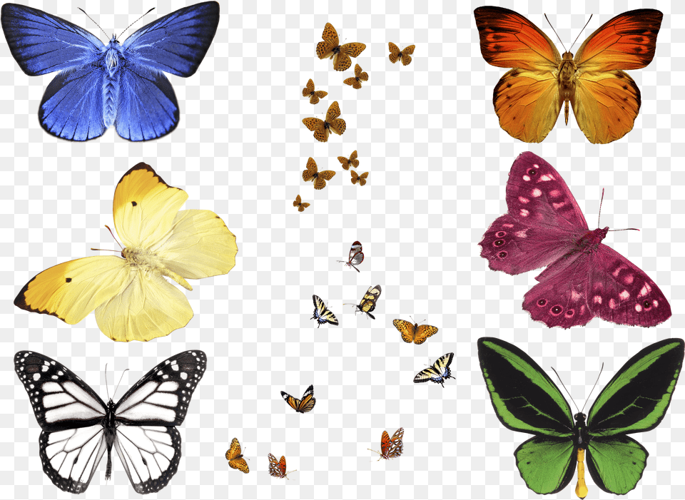 Photo Butterfly Overlays Realistic Natural Flying Png Image