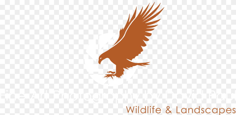 Photo By Dp Golden Eagle, Animal, Bird, Vulture, Kite Bird Png