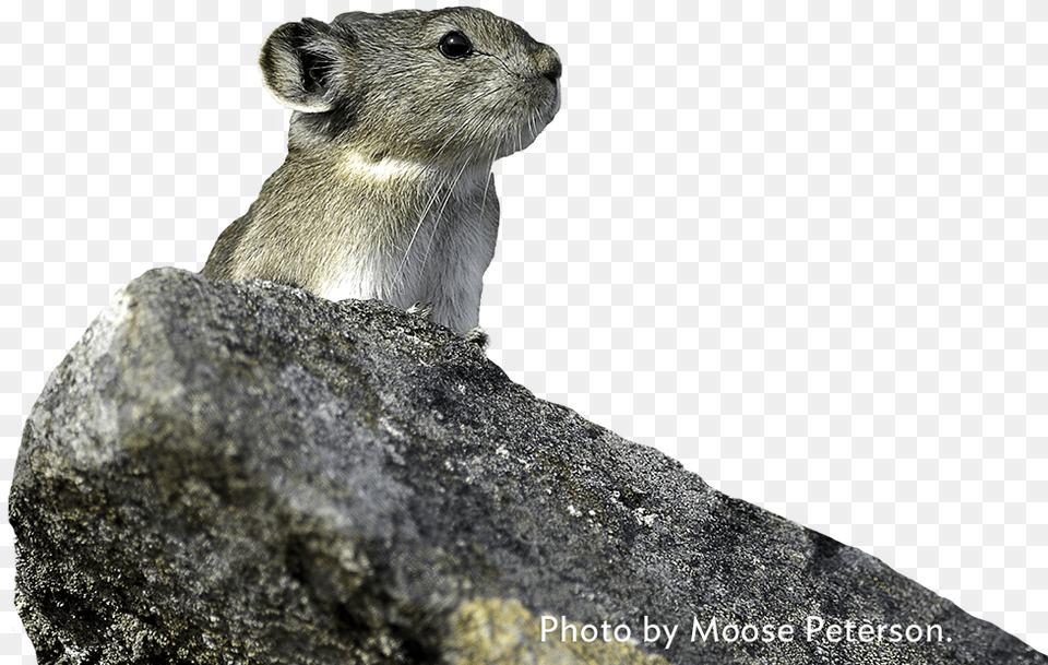 Photo By Moose Peterson Pika Animal Transparent Background, Mammal, Rat, Rodent Png Image