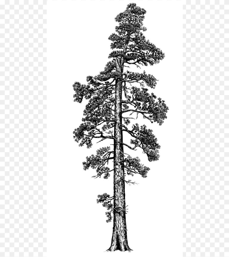 Photo By Terry Asker Coastal Redwood Tree Illustration, Plant, Art, Drawing, Pine Png Image