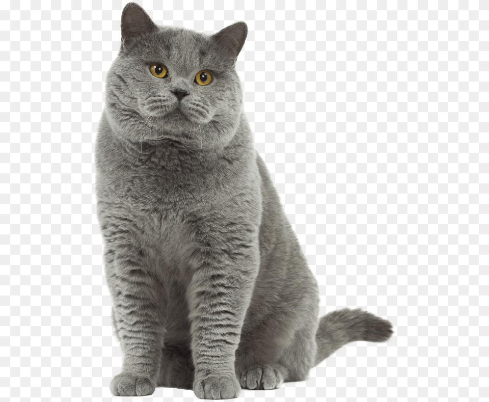 Photo Chat British Shorthair Transparent British Shorthair, Animal, Cat, Mammal, Manx Png Image