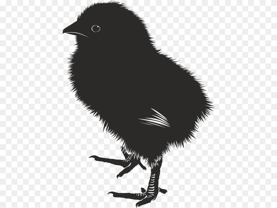 Photo Chick Baby Farm Silhouette Animal Max Pixel Baby Chick Silhouette Transparent Background, Person, Bird, Fowl, Poultry Png