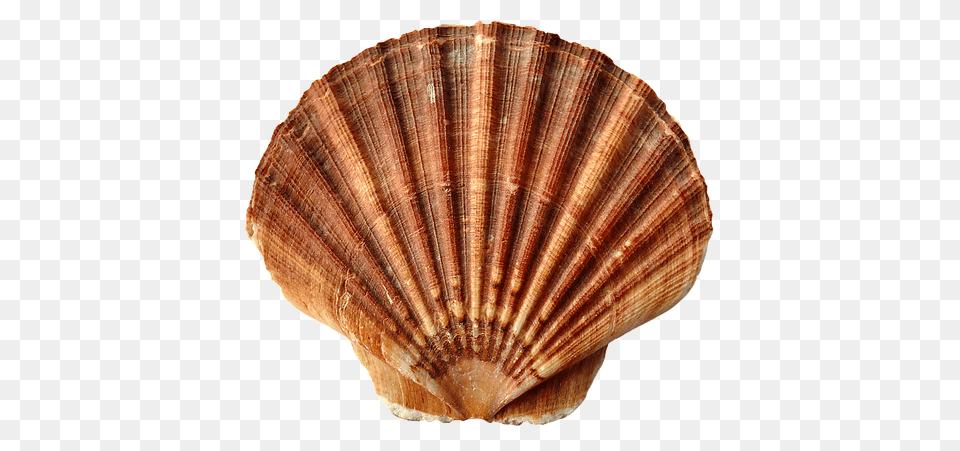Photo Clam Ocean Sand Sea Shell Sea Shells Beach, Animal, Food, Invertebrate, Sea Life Free Png