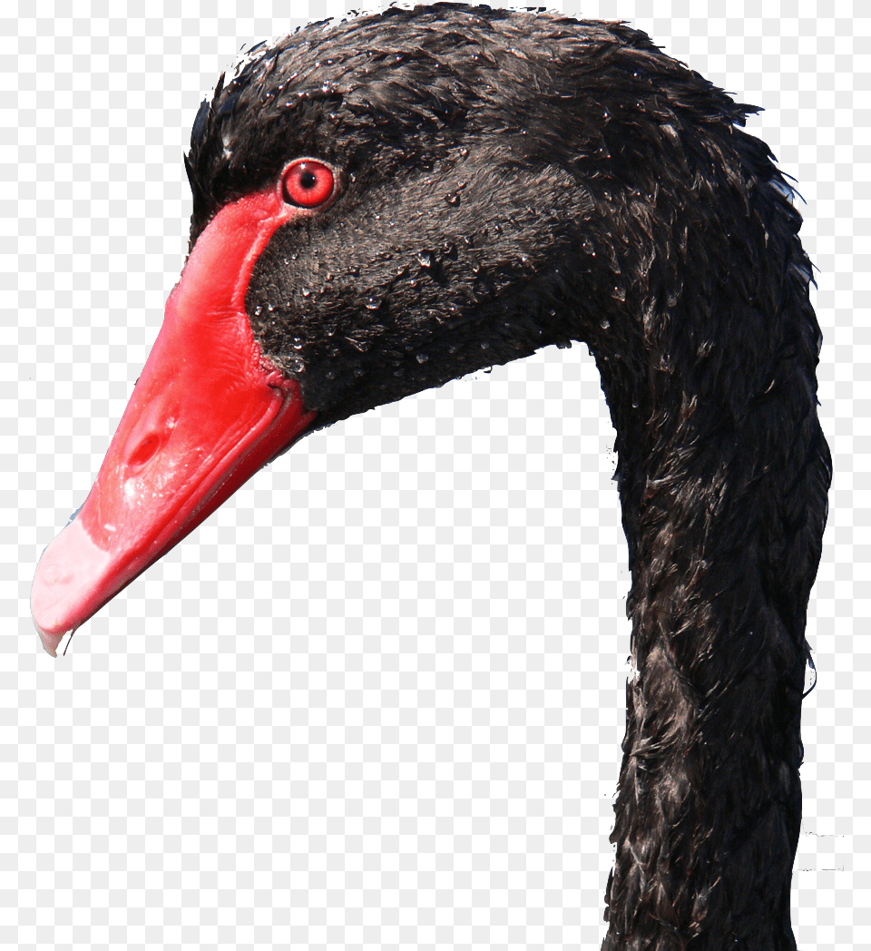 Photo Close Up Of Black Swan Head Black Swan, Animal, Beak, Bird, Waterfowl Free Transparent Png