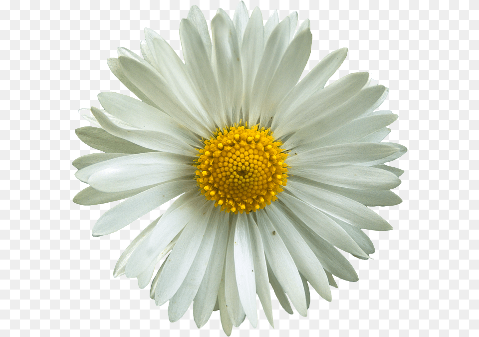 Photo Collage, Daisy, Flower, Plant, Petal Free Png