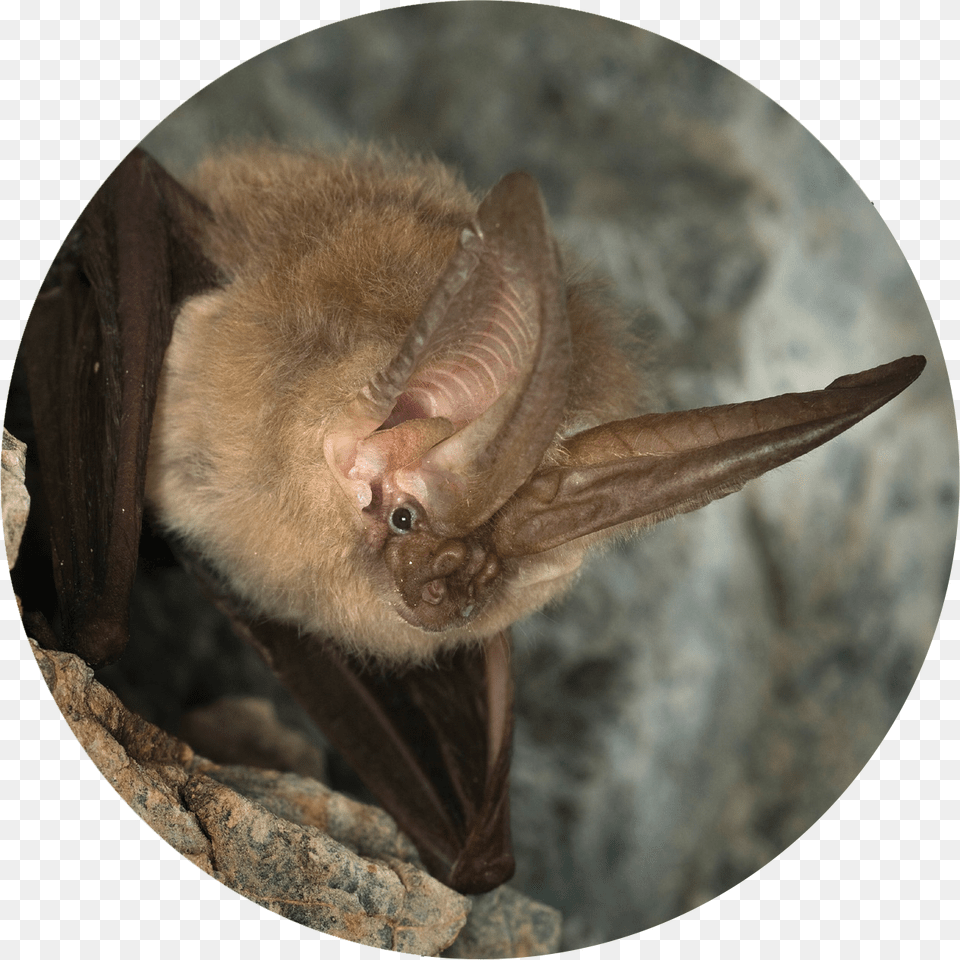 Photo Courtesy Offightwns Townsend Big Eared Bat, Animal, Mammal, Wildlife, Bird Free Png