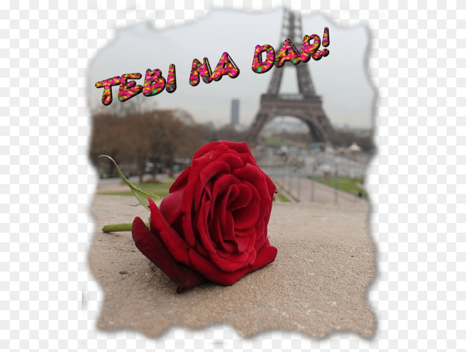 Photo Crvenaruza Love In Paris, Flower, Petal, Plant, Rose Free Transparent Png