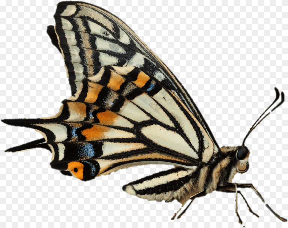 Photo De Papillon, Animal, Insect, Invertebrate, Butterfly Png