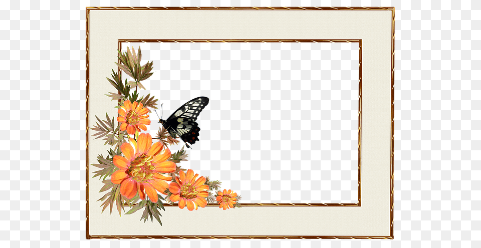 Photo Decorative Border Flowers Frame Butterfly, Plant, Flower, Dahlia, Daisy Free Png Download