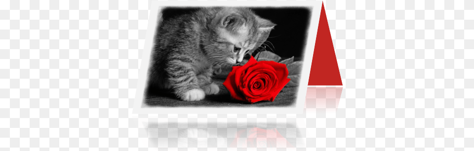 Photo Dieren Kaarten Kat 03 Zpsmvq4cuus Cat, Rose, Plant, Flower, Petal Free Transparent Png