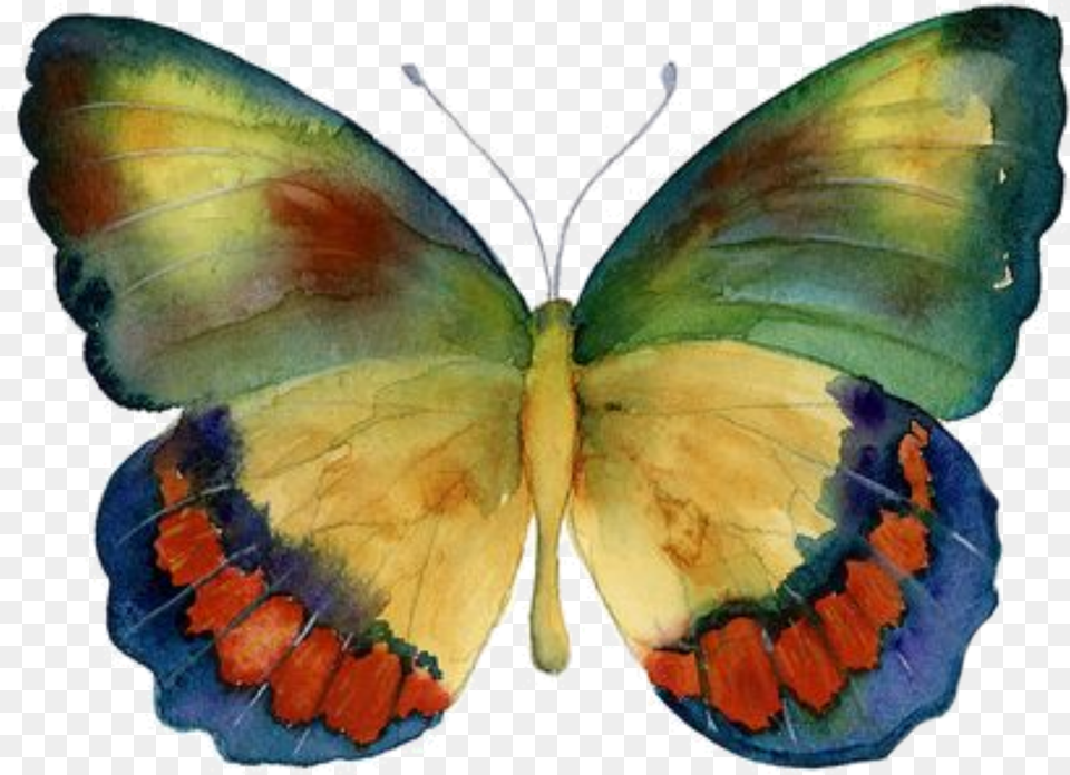 Photo Editor Bagoe Painting Print On Wrapped Canvas World Menagerie, Animal, Butterfly, Insect, Invertebrate Png