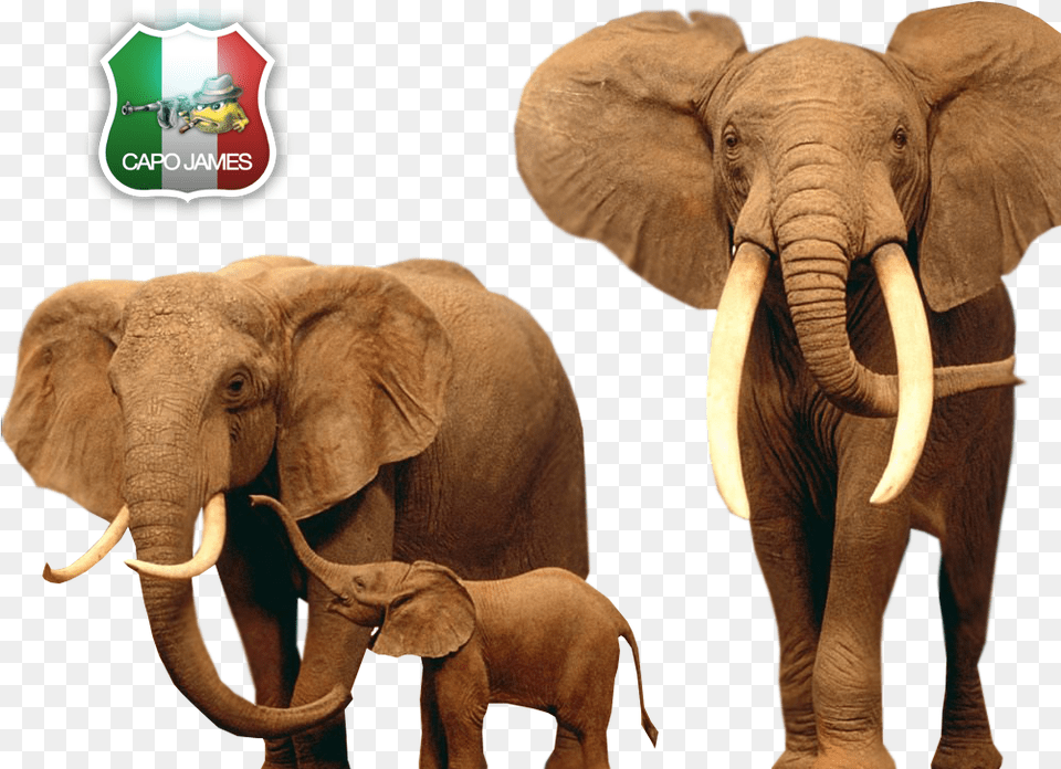 Photo Elephants Animal, Elephant, Mammal, Wildlife Free Png Download