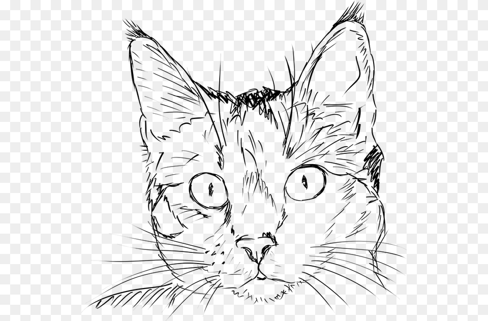 Photo Feline Portrait Cat Black And White Kitten Cat Face Line Drawing, Gray Png