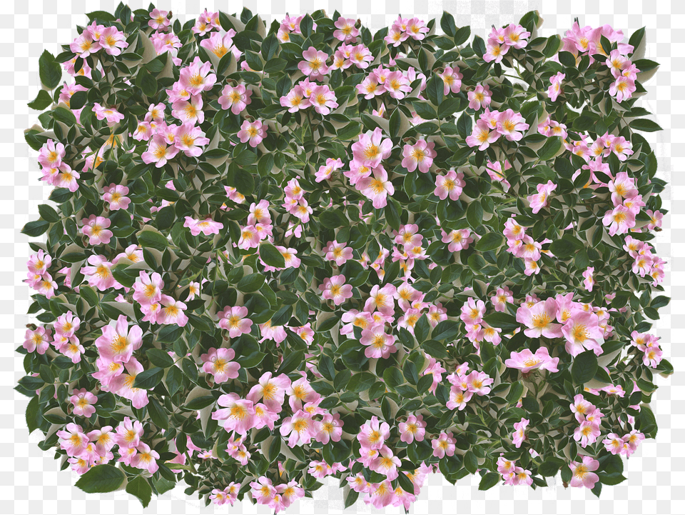 Photo Feminine Summer Leaves Pink Flowers Garden Spring Peruvian Lily, Anemone, Flower, Geranium, Petal Free Png Download