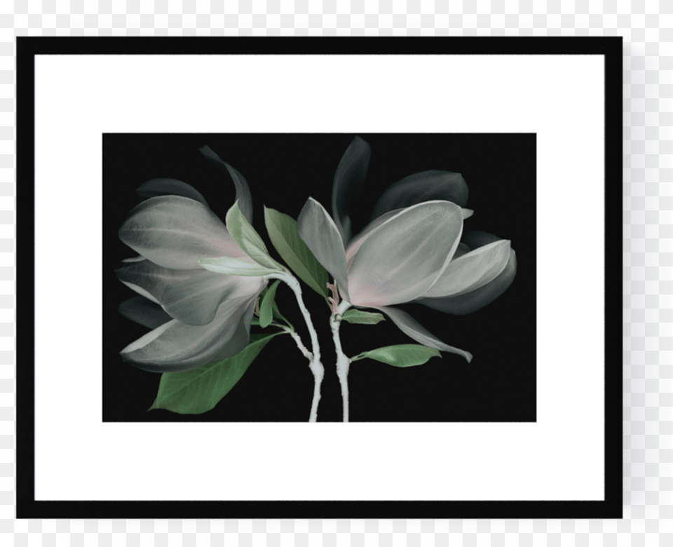 Photo Fleur De Magnolia Lily, Plant, Art, Flower Free Png
