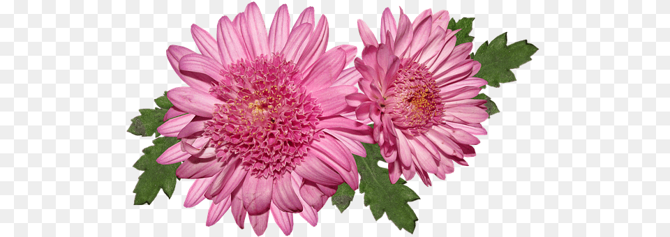 Photo Flower Flora Chrysanthemum Bloom Pink, Dahlia, Daisy, Plant, Petal Free Transparent Png